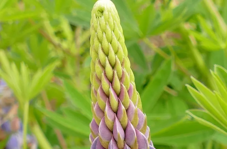 Zdjęcie Kiedy siać łubin gorzki? Terminy, temperatura i kluczowe wskazówki