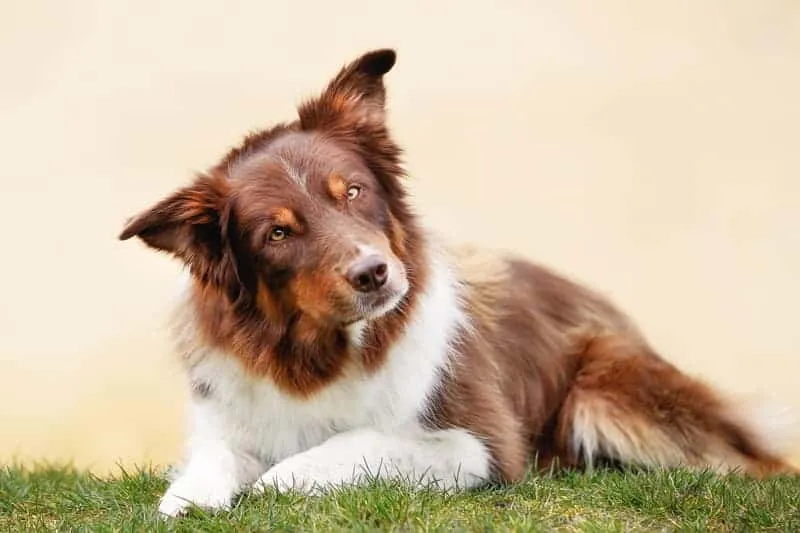 Zdjęcie Border collie sierść czy włosy - zrozum różnice i pielęgnację