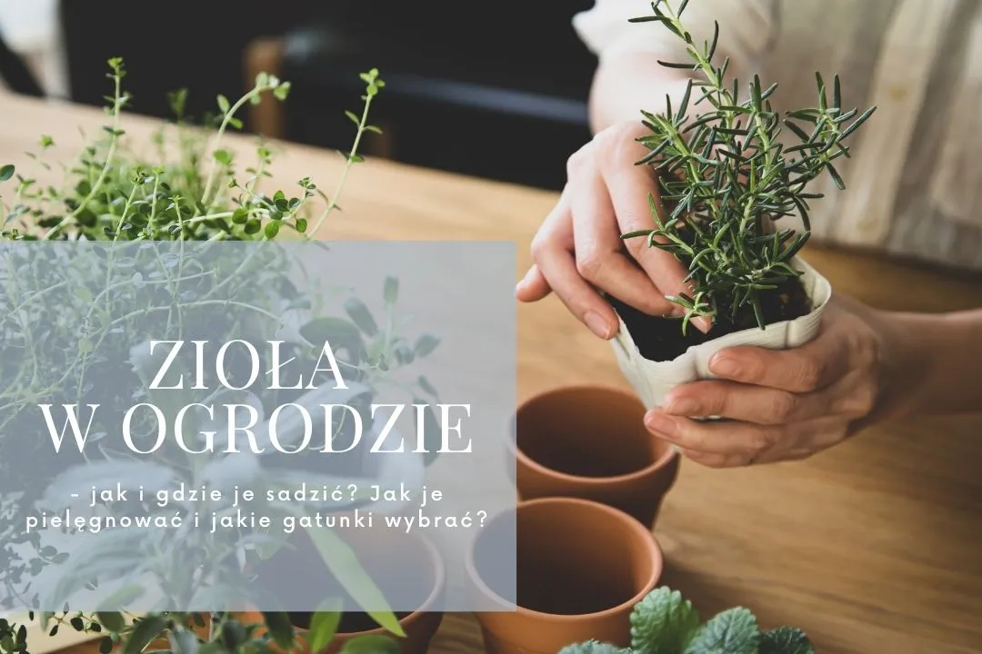 Zdjęcie Zioła w ogrodzie jak sadzić – uniknij najczęstszych błędów