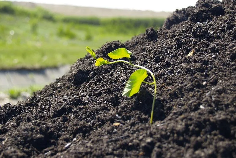 Zdjęcie Czym jest recykling organiczny? Korzyści i etapy procesu biodegradacji odpadów