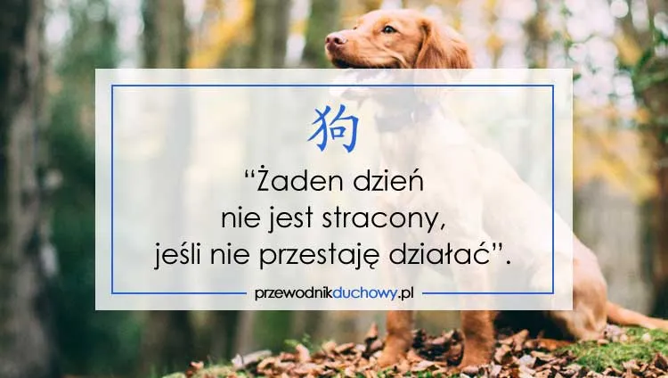 Zdjęcie Chiński horoskop pies: poznaj prawdziwe znaczenie swojego znaku zodiaku