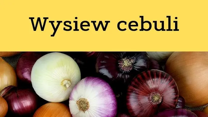 Zdjęcie Jak uprawiać cebulę z nasion: proste kroki do zdrowych plonów