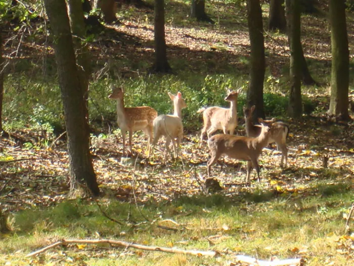 Zdjęcie Park przygód i atrakcji w Wilkowicach: Ciekawe atrakcje i ceny biletów