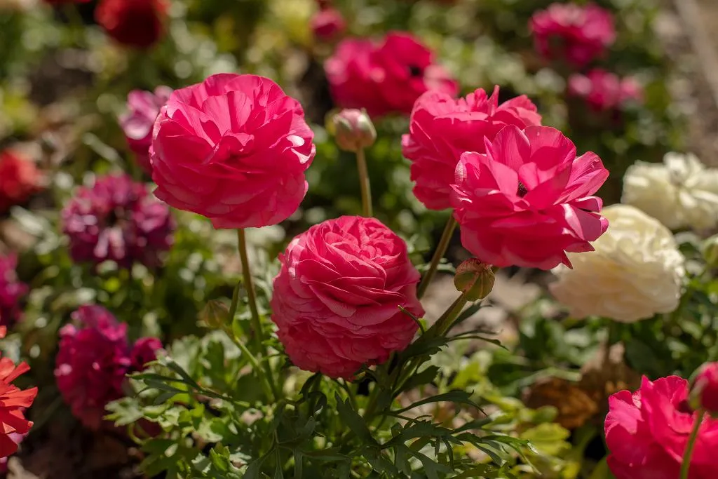 Zdjęcie Czy jaskier zimuje? Sprawdź, jak zabezpieczyć go na zimę