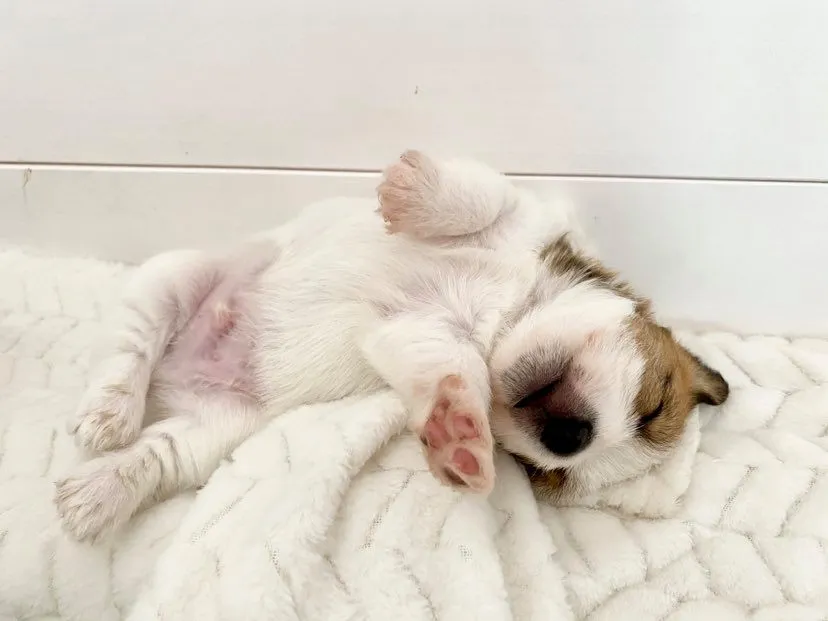 Zdjęcie Jak wytresować jack russell terriera, aby był posłuszny i szczęśliwy