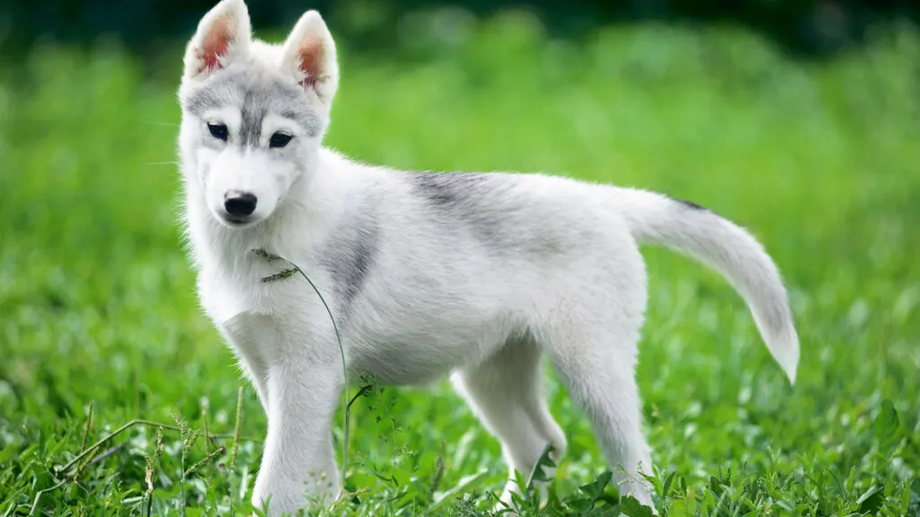 Zdjęcie Czy husky jest dobry dla dzieci? Ważne informacje o bezpieczeństwie i wychowaniu
