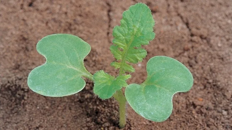 Zdjęcie Rzodkiew świrzepa: Jak skutecznie zwalczać ten uciążliwy chwast?