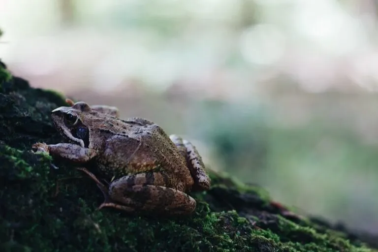 Zdjęcie Jak zimują żaby? Fascynujące strategie przetrwania płazów
