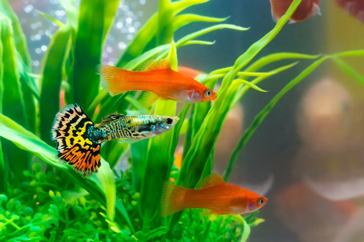 Zdjęcie Jakie rybki do akwarium 40l - unikaj błędów przy wyborze gatunków