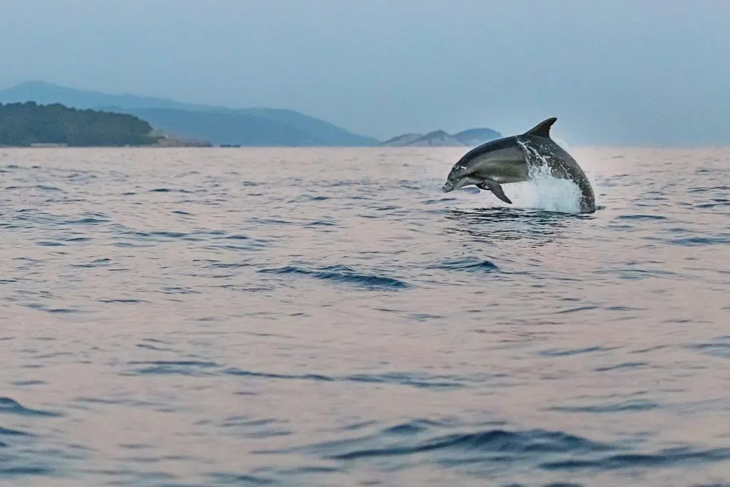 Zdjęcie Czy w Morzu Śródziemnym są delfiny? Odkryj fascynujące gatunki