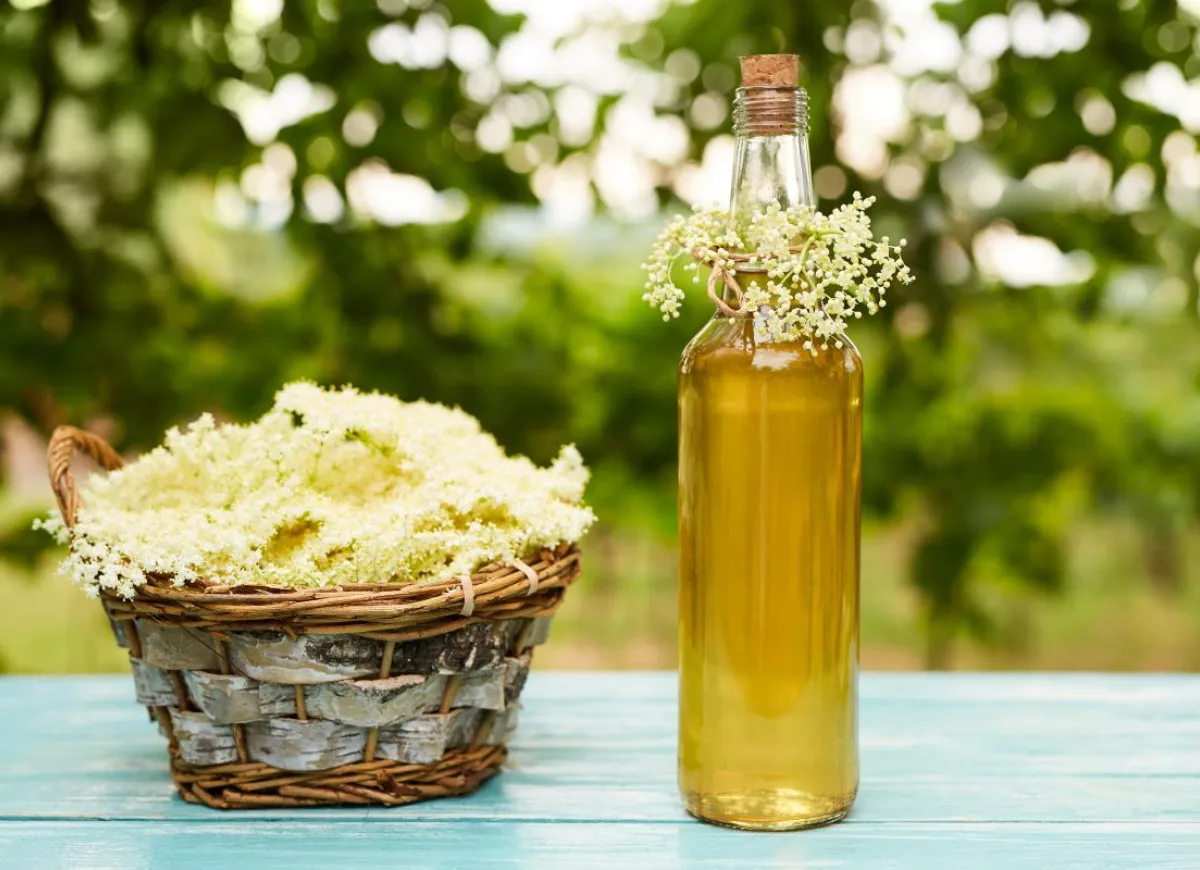 Zdjęcie Syrop z czarnego bzu: na co pomaga? Właściwości i dawkowanie