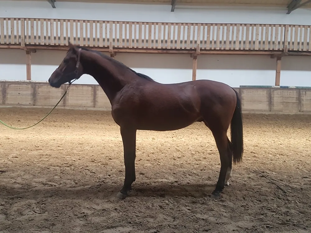 Zdjęcie Stadnina koni Dębno Adam Lachera - historia, usługi i kontakt