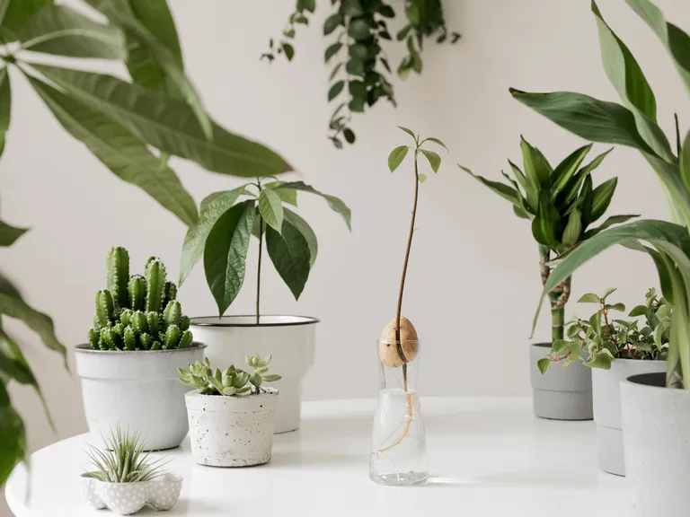 Zdjęcie Awokado z pestki kwitnie? Sprawdź, czy to możliwe i jak je pobudzić