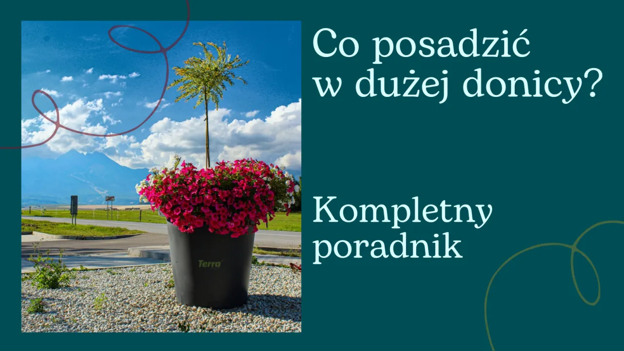 Zdjęcie Co wsadzić do dużej donicy, aby stworzyć piękną dekorację?