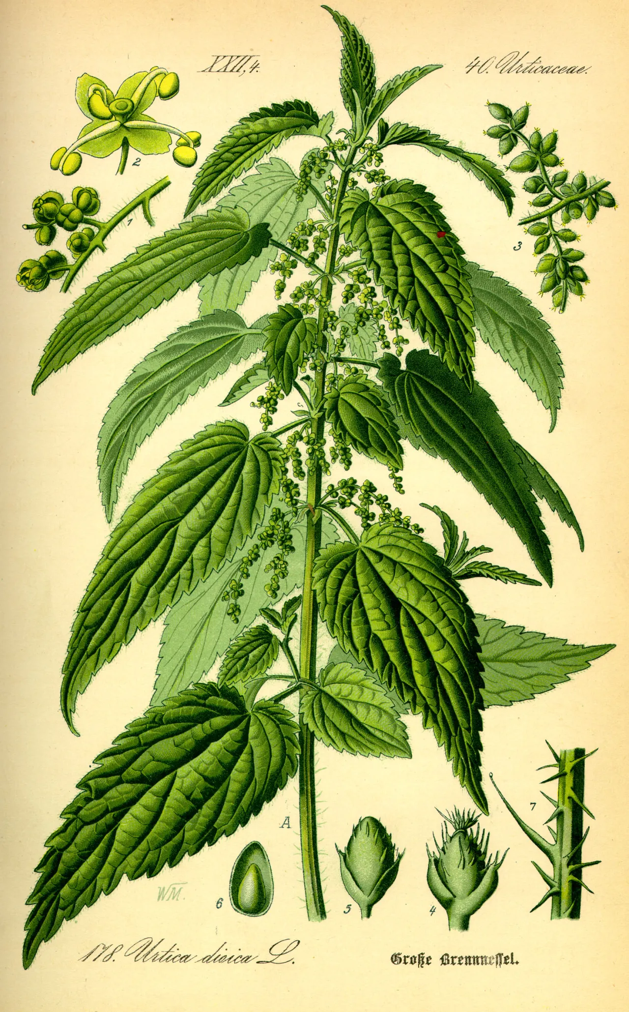 Zdjęcie Planta que pica: cómo evitar la irritación y sus usos medicinales