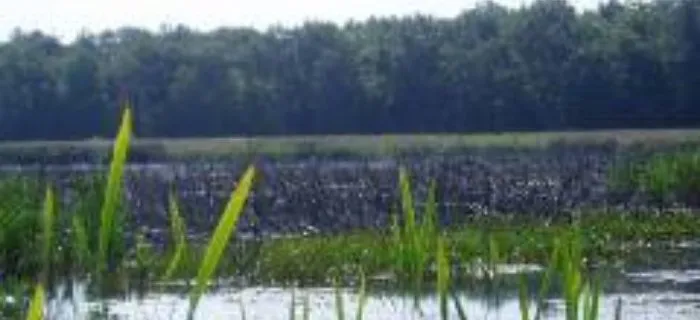 Zdjęcie Jezioro Wytyckie: Niezapomniane atrakcje i dzika przyroda czekają