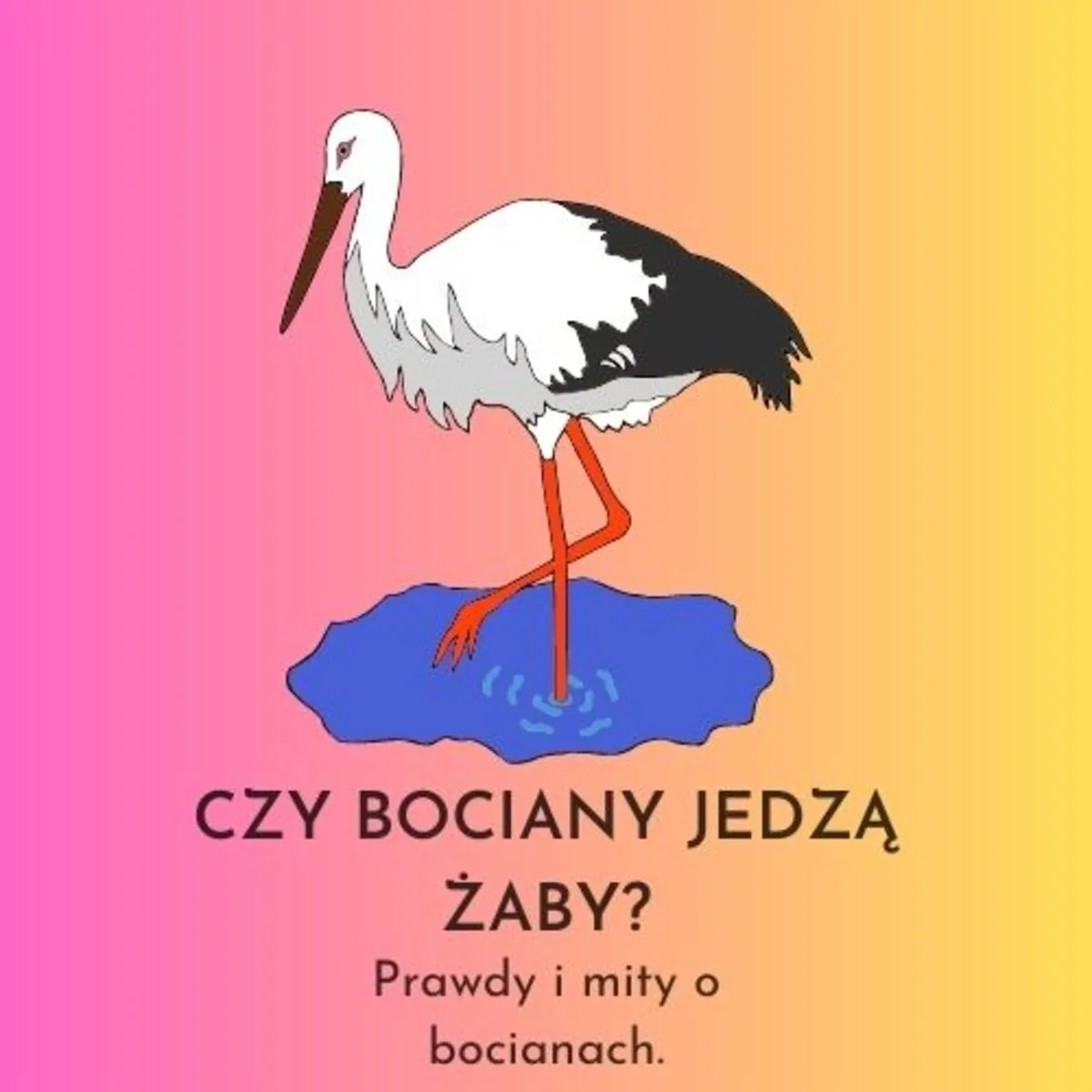 Zdjęcie Mity o bocianach: prawda o ich pochodzeniu i symbolice w kulturze
