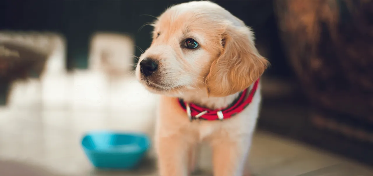 Zdjęcie Ile karmy dla szczeniaka golden retriever? Kluczowe informacje o dawkowaniu.