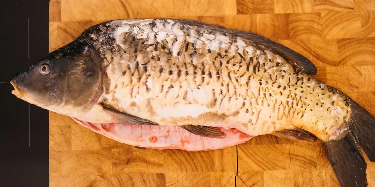 Zdjęcie Was essen Karpfen wirklich? Ungewöhnliche Nahrungsgewohnheiten enthüllt