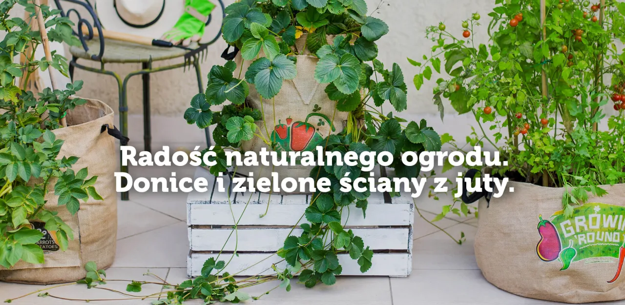 Zdjęcie Jaki nawóz pod ogórki szklarniowe? Odkryj skuteczne rozwiązania