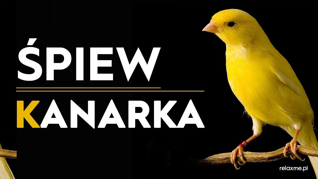 Zdjęcie Jak zachęcić kanarka do śpiewania? Sprawdzone sposoby na sukces