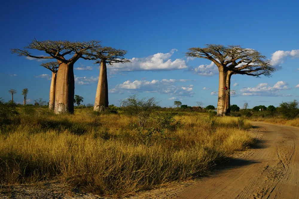 Zdjęcie Madagaskar kiedy jechać - najlepszy czas na niezapomniane przygody