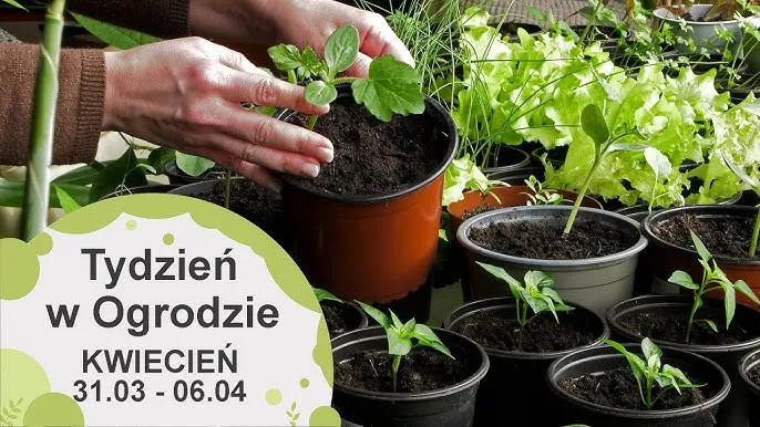 Zdjęcie Kwiecień w ogrodzie: Sadź kwiaty jednoroczne, byliny i cebulowe - poradnik