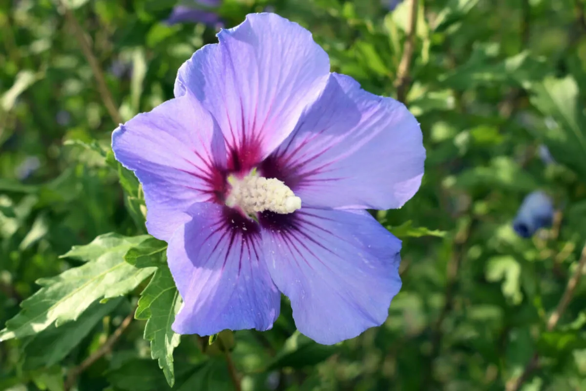 Zdjęcie Kiedy sadzimy hibiskus, aby uniknąć błędów w uprawie?