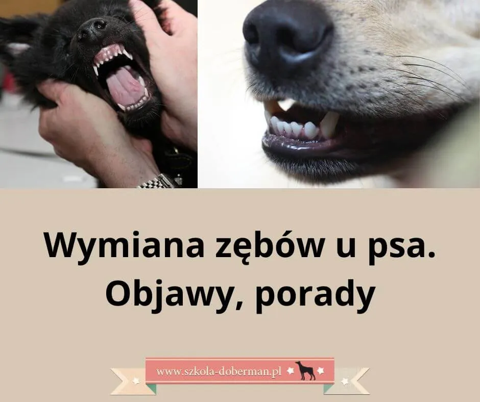 Zdjęcie Kiedy szczeniakowi wypadają kły? Ważne informacje o teethingu