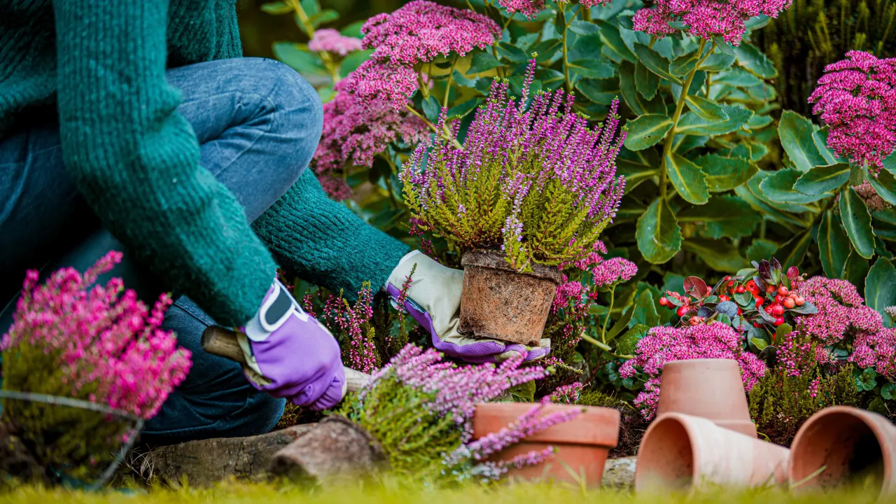 Zdjęcie Sierpień: Jakie kwiaty sadzić? Poradnik na jesień i wiosnę