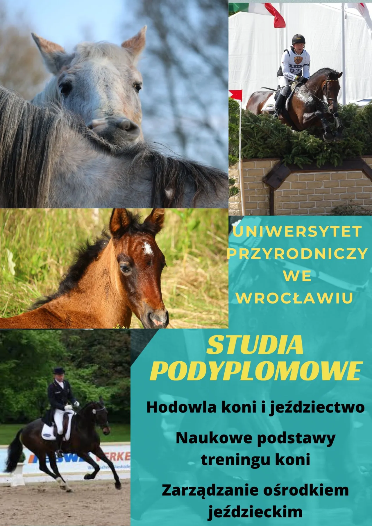 Zdjęcie Hodowla koni i jeździectwo – jak wybrać najlepsze studia podyplomowe?