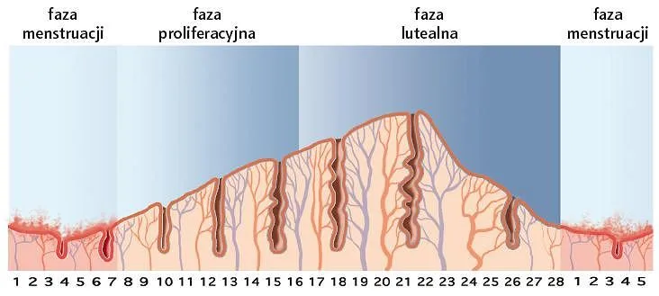 Zdjęcie Kiedy występuje owulacja w cyklu 34 dni? Kluczowe informacje