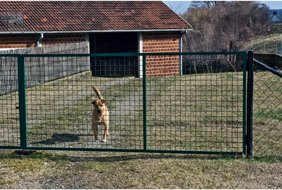 Zdjęcie Jaki pies dla dzieci na podwórko - wybierz najlepszego przyjaciela
