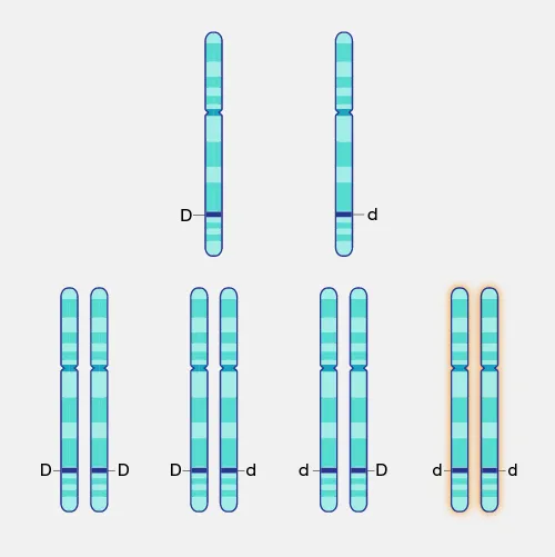 Zdjęcie Fibrosis quística: quién la descubrió y el impacto de su hallazgo
