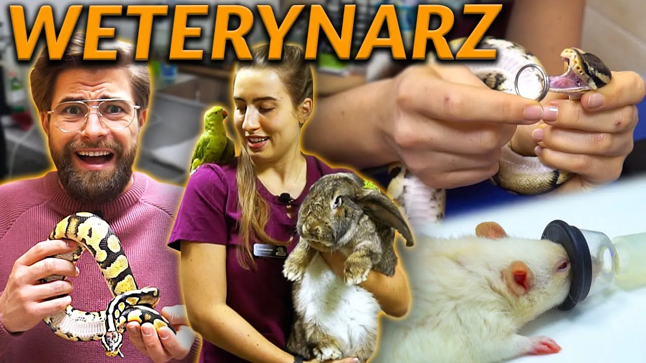 Zdjęcie Ile zarabia weterynarz w zoo? Zaskakujące fakty o wynagrodzeniach