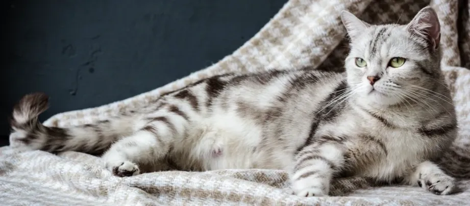 Zdjęcie Wie lange trägt eine Katze? Wichtige Infos zur Tragzeit und Geburt