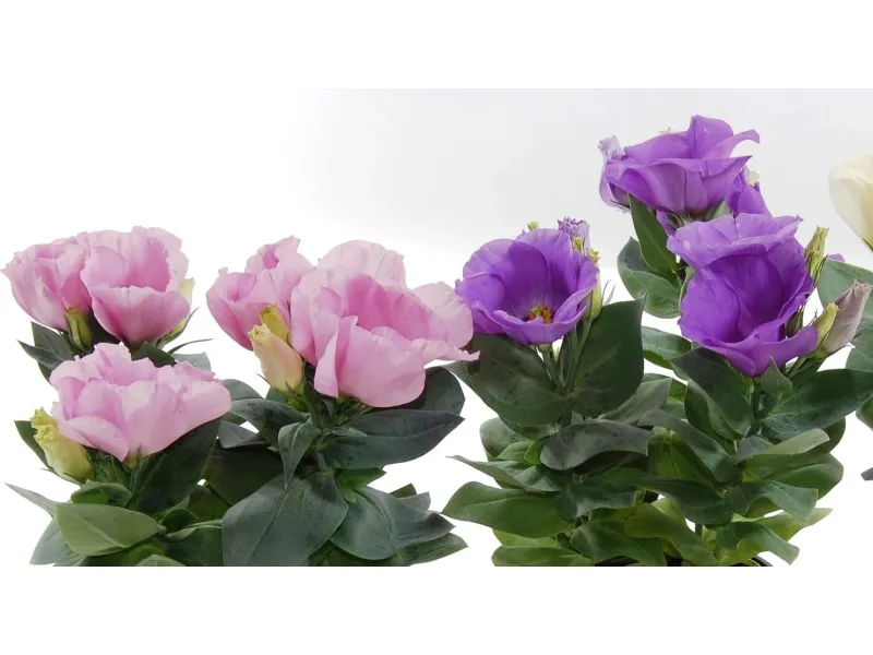 Zdjęcie Gdzie kupić eustoma w doniczce? Sprawdź najlepsze oferty i porady