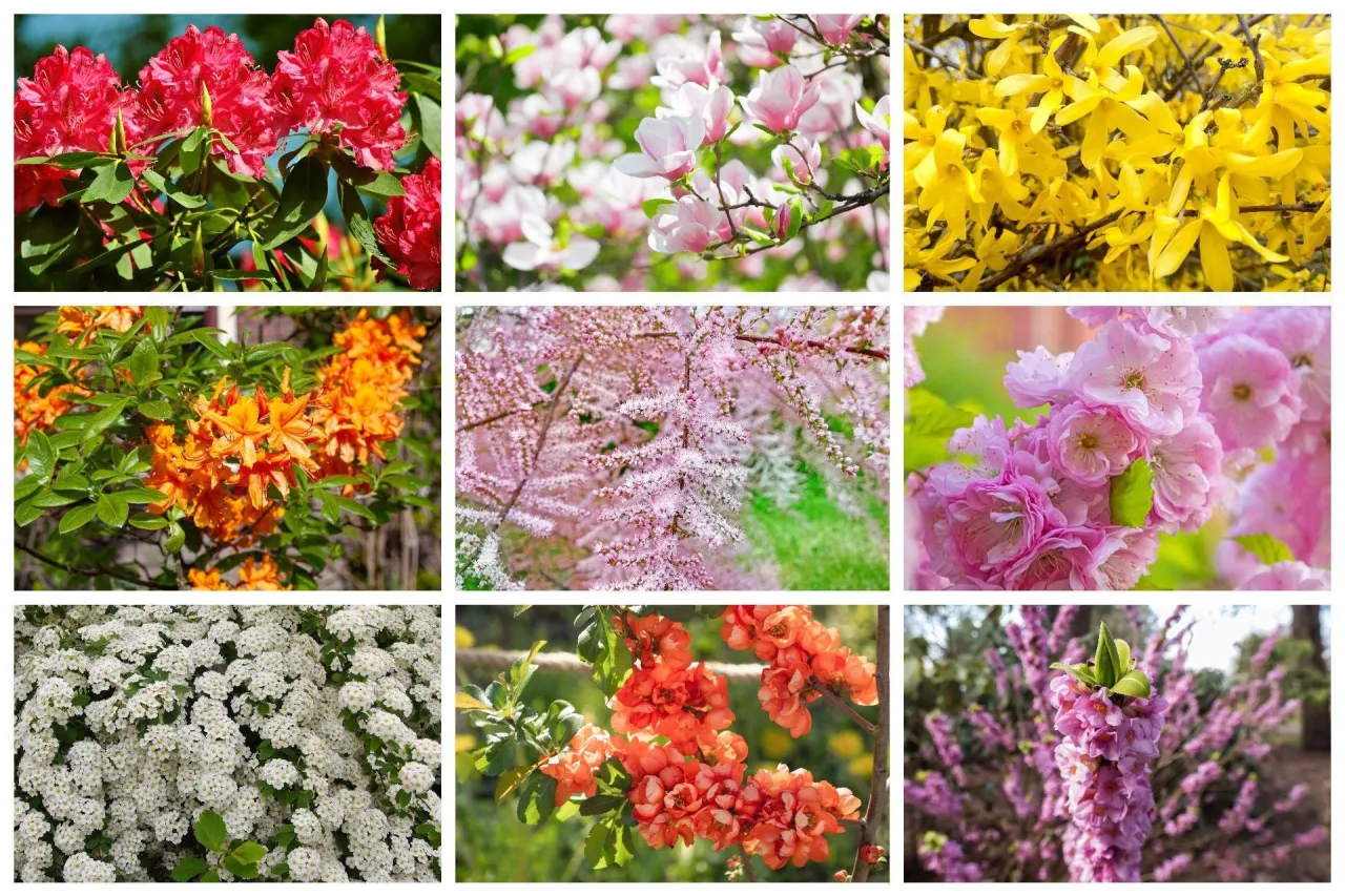 Zdjęcie Kwiaty w kwietniu: Poznaj 20+ gatunk&oacute;w kwitnących w Polsce