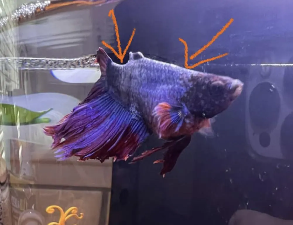 Zdjęcie Jak karmić rybki, aby uniknąć błędów i zapewnić im zdrowie