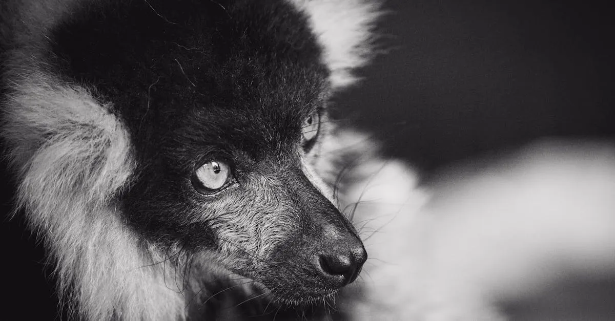 Zdjęcie Zoo w Wojciechowie: Czy warto odwiedzić to mini zoo?