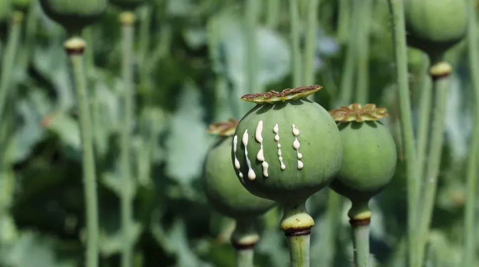 Zdjęcie Co to opium i jak wpłynęło na historię Azji Południowo-Wschodniej?