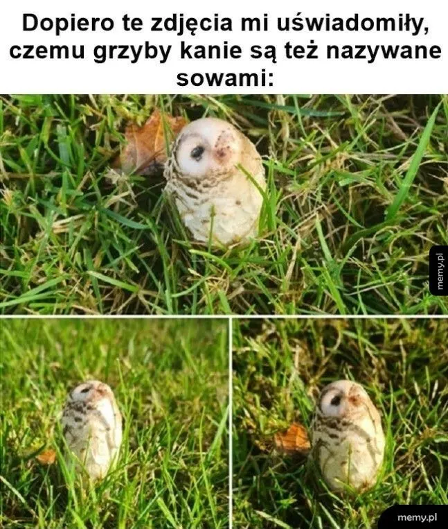 Zdjęcie Najlepsze memy o kani, które rozbawią cię do łez