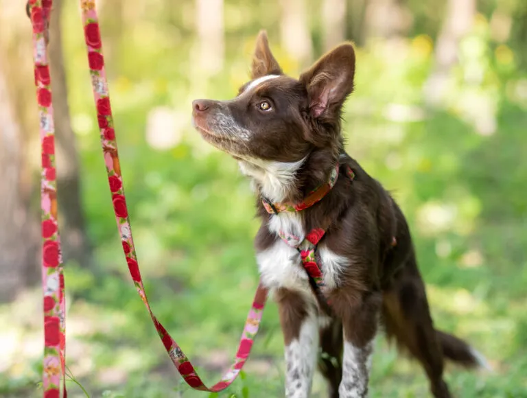 Zdjęcie Obroża czy szelki dla border collie – co zapewni mu większy komfort?