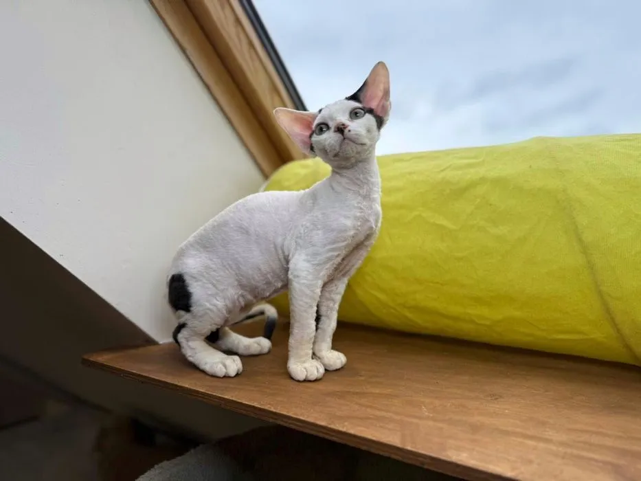 Zdjęcie Koty Devon Rex na OLX - Ceny, oferty i lokalizacje w Polsce