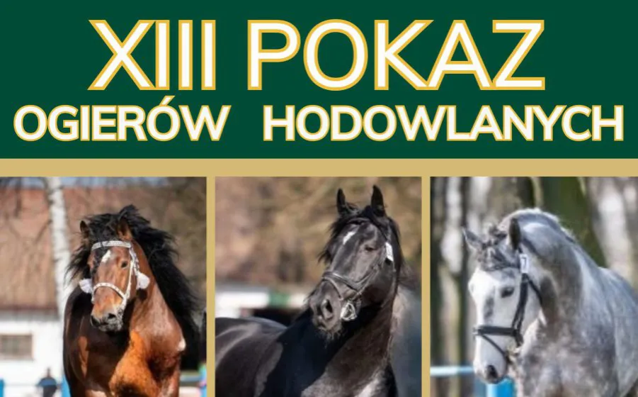 Zdjęcie Stadnina koni Klikowa - historia i tajemnice hodowli koni arabskich