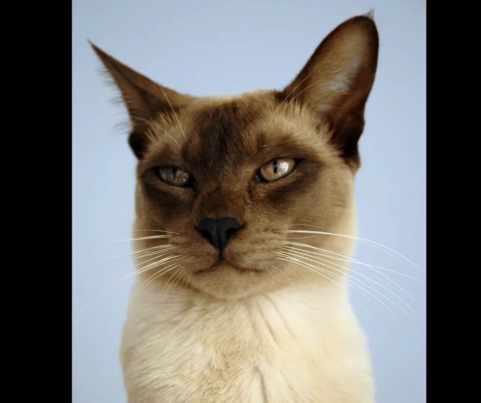 Zdjęcie Ceny kotów tonkijskich w Polsce – co wpływa na ich koszt?