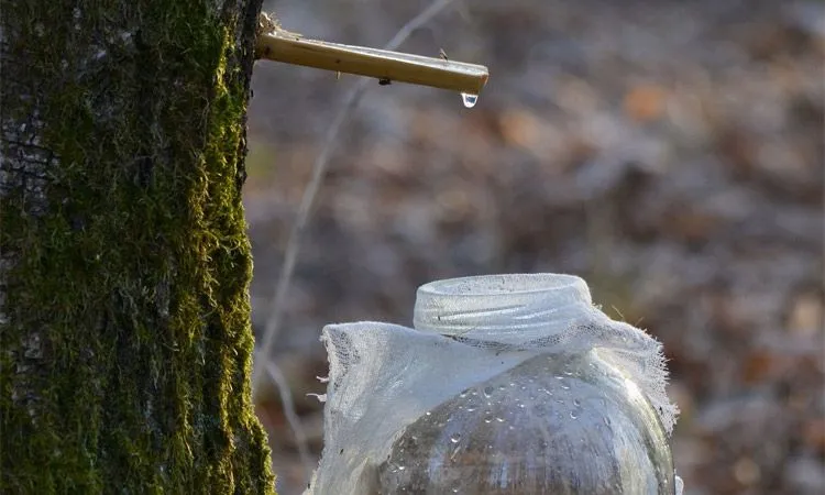 Zdjęcie Sok z brzozy - odkryj jego niezwykłe właściwości i zastosowania