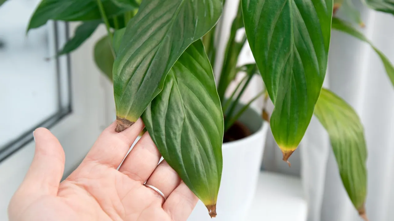 Zdjęcie Skrzydłokwiat brązowieje? Poznaj 7 przyczyn i proste rozwiązania