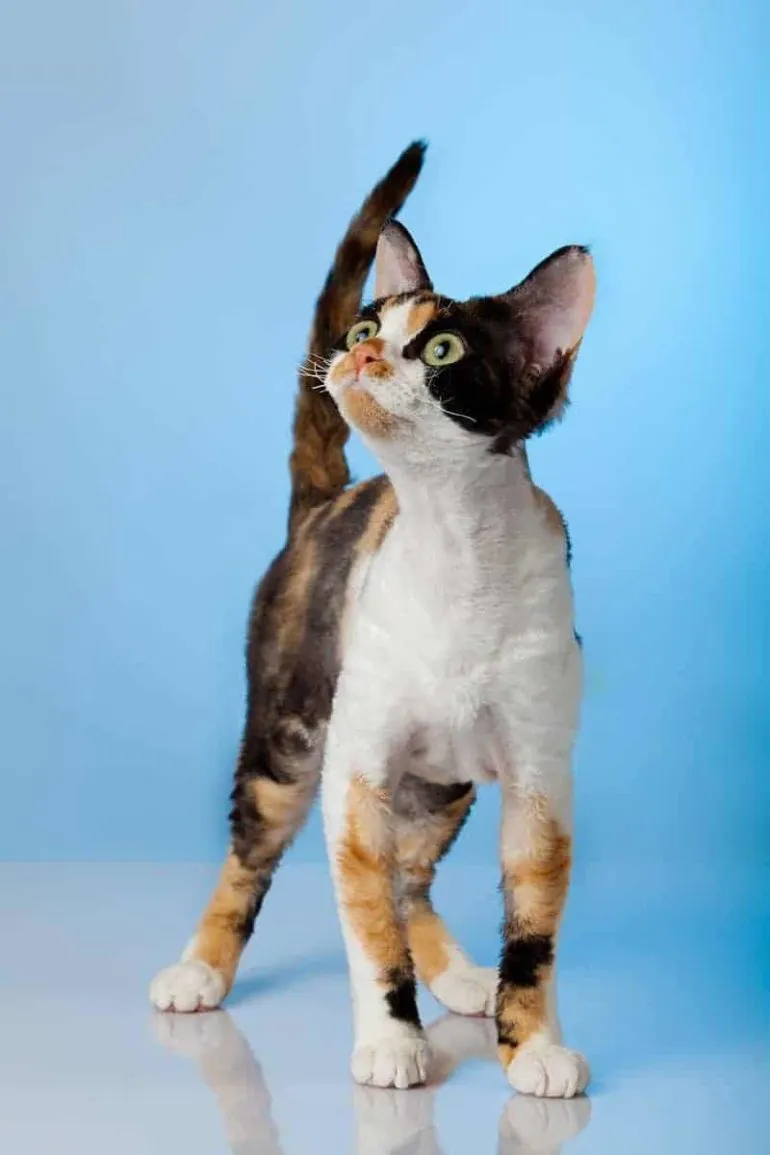 Zdjęcie Szylkretowy Devon Rex: niezwykłe cechy, historia i pielęgnacja kota