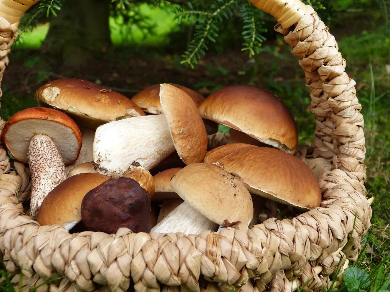 Zdjęcie Jak się czyści grzyby, aby uniknąć błędów i zachować smak